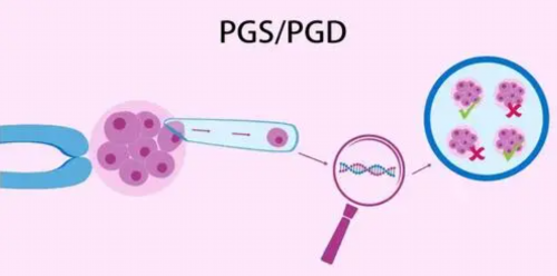最好试管代怀:卵泡的质量与年龄有关系吗？卵泡一般什么时候开始发育？